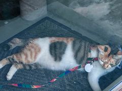 -Again Coffee Roaster(香蜜湖店)