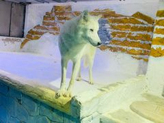 -大连圣亚海洋世界
