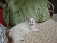 -美联众合动物医院·24h京西诊疗中心