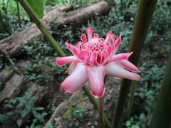 -中国科学院西双版纳热带植物园