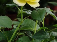 -大润发(王庄店)