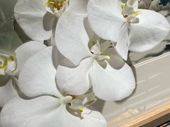 -美盛喜来登大酒店喜舍茶馆