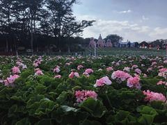 -松山湖梦幻百花洲