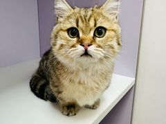 -北京观赏动物医院·24小时大型综合·猫专科·异宠专科