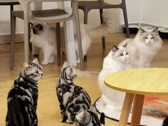 -有喵·猫咖·狗咖·30几只猫10只小狗(岗厦店)