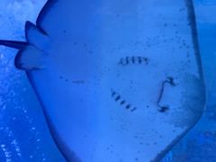 -海合安武汉极地海洋公园