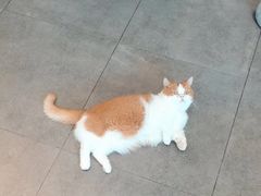 -飞行喵MR PILOT|猫舍·猫咖(静安大融城店)