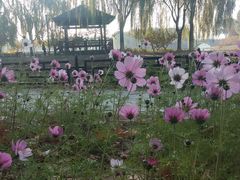 -大兴滨河森林公园