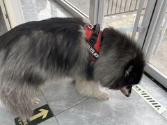 -美联众合爱康动物医院•复杂内科•肿瘤科•牙科•腔镜诊疗中心