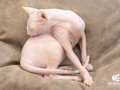 -飞行喵MR PILOT|猫舍·猫咖(静安大融城店)