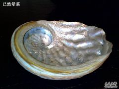 贝壳做的烟灰缸-王家渡火锅店(棕榈泉店)