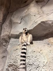 -Zoolung Zoolung动物主题公园(海信广场店)