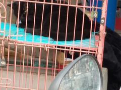 -长宁东道花卉宠物市场