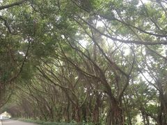 -大湾区中央湿地公园