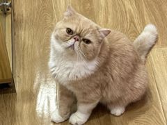 -滚猫咖啡·猫咖·猫友好撸猫(未来城店)