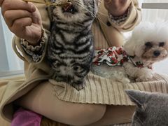 -喵宠乐园·撸猫互动·猫舍