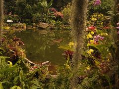 -深圳仙湖植物园