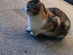 -达美乐比萨(商城路店)