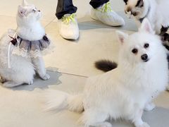 -怪兽屋·羊驼·猫咖·狗咖(俊华广场店)