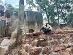 -中国大熊猫保护研究中心雅安碧峰峡基地