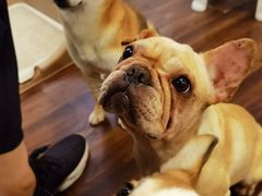 -柯斗斗主题餐厅·狗咖·围炉煮茶·茶饮(国瑞升平里店)