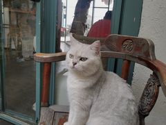 -喵屿·大理花园猫咖