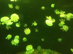 -南昌海洋公园