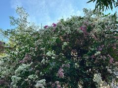 -深圳国际园林花卉博览园