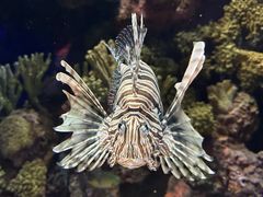 -上海海洋水族馆