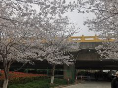 -高东镇樱花园