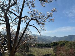 -新建村梅花