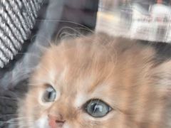 -瑞派旺宝宠物医院·犬猫全科综合·尿道专科(莲兴院)