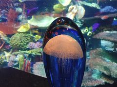 -迪拜帆船酒店海底餐厅