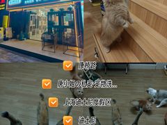 -唐小姐の私宠·宠物洗护美容·撸猫馆·购宠(周浦万达旗舰店)