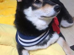 -逗柴咖啡屋·狗咖猫咖宠物桌游