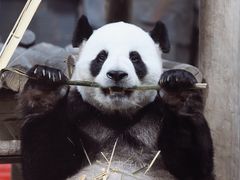 -栾川竹海野生动物园