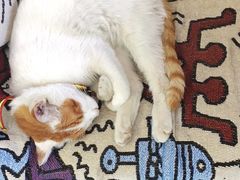 -中农大我爱我爱动物医院·核磁CT·猫病·24小时夜诊中心(石佛营店)