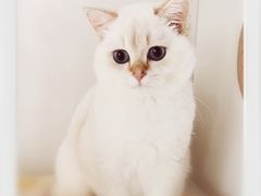 -东方名猫馆·英短金渐层布偶猫舍(环线广场1号楼店)