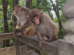 -苏州上方山国家森林公园