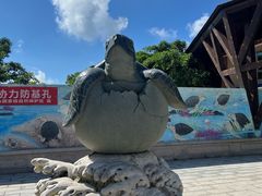-广东惠东海龟国家级自然保护区
