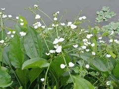 android_upload_pic-广西壮族自治区药用植物园
