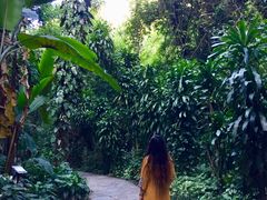 -莫里热带雨林景区