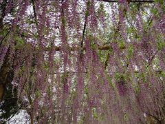 -天适樱花悠乐园