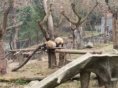 -都江堰中华大熊猫苑