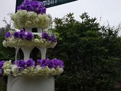 -大塘金香草谷