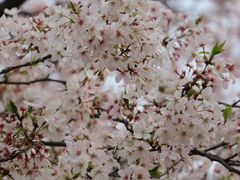 -西北湖绿化广场