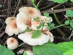 -东天目山风景区