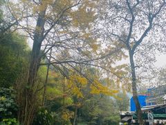 -龙井壹号·茶缘山景宴(龙井村店)