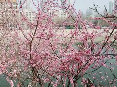 -桃花堤公园