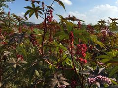 -北纬44度·金珠花海休闲农业旅游景区